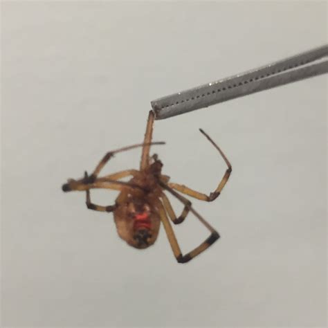 Cureus A Case Of Brown Widow Envenomation In Central Florida