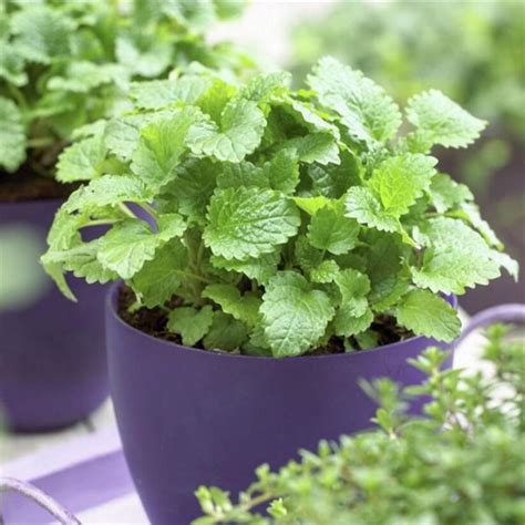 Photo about peppermint plant, mentha piperita citrata, in a plastic pot isolated against white. Peppermint bonsai lemon fragrance mints family plant ...