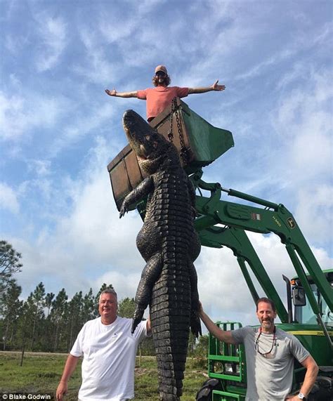 Hunters Catch And Kill 15ft 800lb Alligator That Was Eating Cows