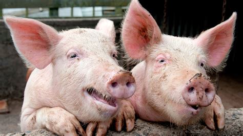 Call To Change Labelling Laws For Pork