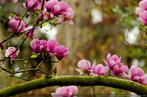 Plages, paysages, villes, célébrités, voitures, cinéma. Les magnolias au printemps | Photo-Paysage.com, le blog