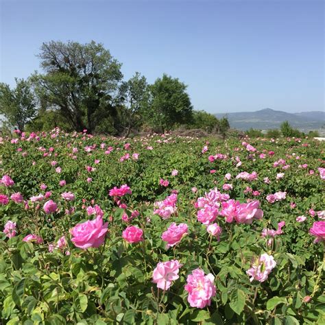 Machen sie mit uns einen ausflug dorthin. Isparta, la ville de la rose « TurquieVision