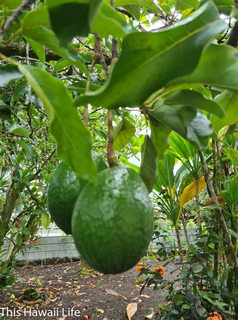 Avocado Season In Hawaii This Hawaii Life