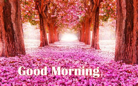 Very good morning with flower. 157+ Good Morning Flowers Images Photos Pics HD Download Here