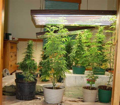 How To Grow Weed Indoors For Beginners Part 2 Thc 420