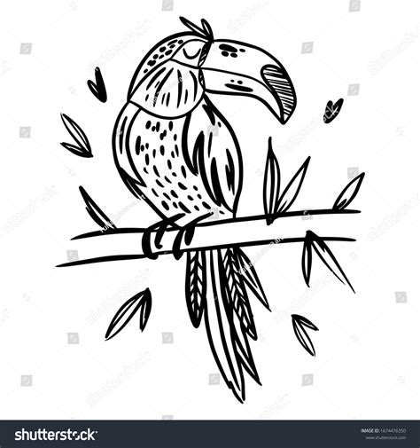 Toucan Doodle Hand Drawn Coloring Page Stock Vector Royalty Free