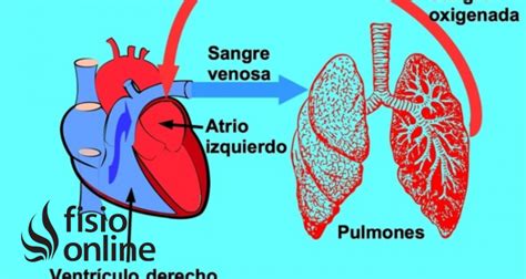 Circulación Pulmonar En Qué Consiste Cuál Es Su Recorrido Función Y