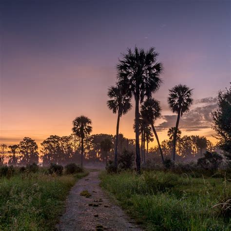 Florida Wetlands Sunset Cypress Tree Landscape Artofit