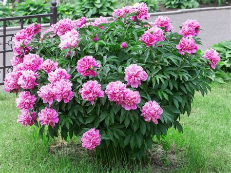 Tips And Information About Peonies Gardening Know How