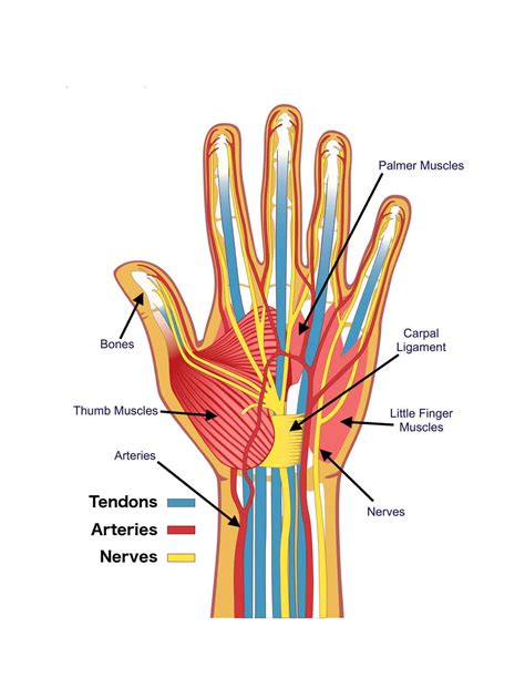 Anatomy of the Hand - Brace Access