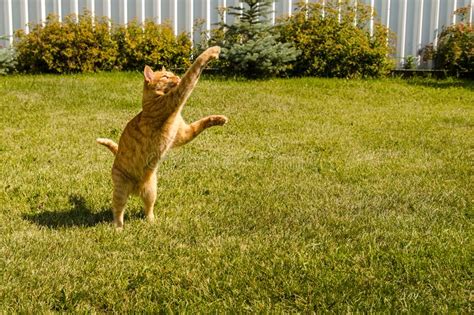 1134 Cat Jumping Grass Stock Photos Free And Royalty Free Stock Photos