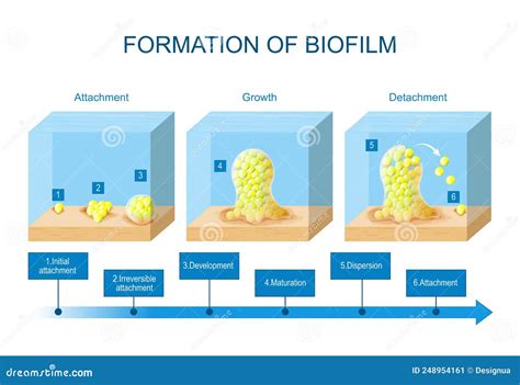 Biofilm Formation Stages Of Biofilm Development Life Cycle Of