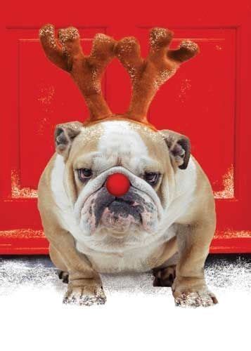 Cute Christmas Dog Pictures Photos And Images For