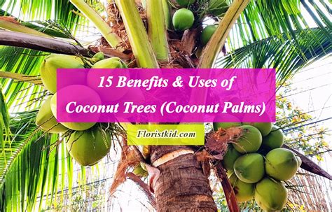 15 Benefits And Uses Of Coconut Trees Coconut Palms