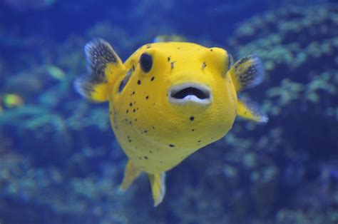 Pufferfish Wallpapers Animal Hq Pufferfish Pictures 4k Wallpapers 2019