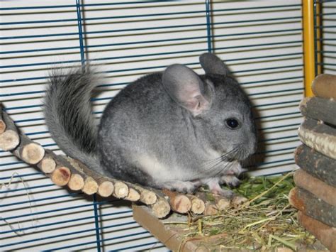 Do Chinchillas Make Good Pets for Children? | Pets4Homes