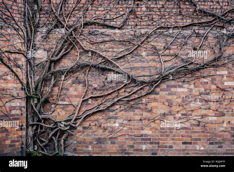 Old Brick Wall Plants Growing Hi Res Stock Photography And Images Alamy
