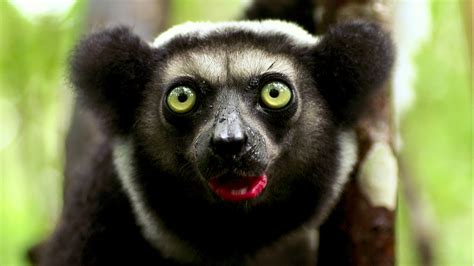 Happy Lemurs 7 New Reserves Established In Madagascar Lifegate