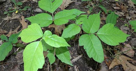 Poison Ivy How To Recognize It How To Get Rid Of It