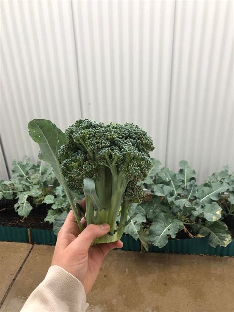 My First Own Grown Broccoli 🤩 Gardening