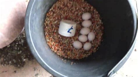 109 отметок «нравится», 0 комментариев — global pigeon supply (@globalpigeonsupply) в instagram: Belgian Racing Pigeons: Changing Up Supplements And Feed ...