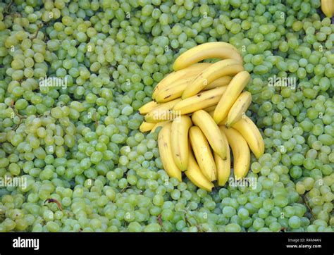 Obsplantage Hi Res Stock Photography And Images Alamy