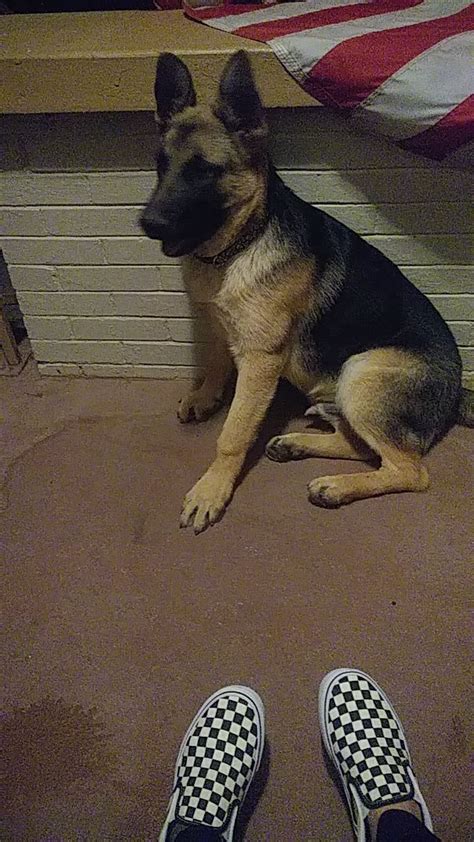 A german shepherd puppy will have a very small bladder. Lost Dog German Shepherd in EL PASO, TX - Lost My Doggie