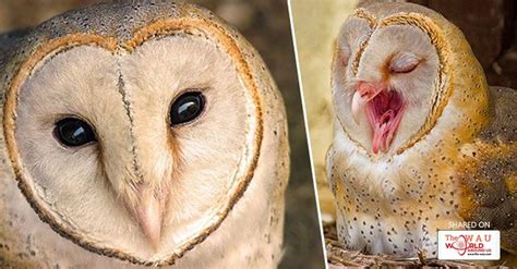 Adorable Owl With Heart Shaped Face And Queen Like Poise Poses For