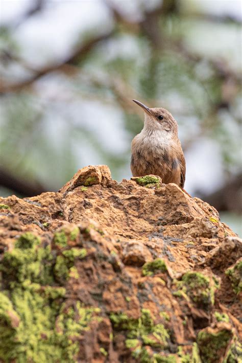 Arizona Exploring The Sky Islands Sabrewing Nature Tours