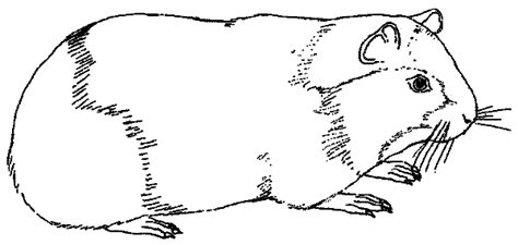 Kurzgeschichte fur kinder ein haustier als uberraschung hier ist ein ausmalbild von zwei süßen, kuscheligen meerschweinchen, die zusammen auf ihren. Meerscheinchen_Ausmalbilder.gif (800×380) | animal ...