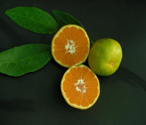 Citrus Unshiu Pucheng Mandarinier Satsuma Pucheng