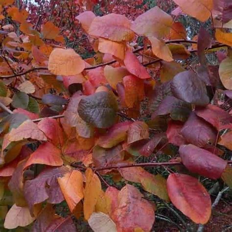 An excellent zone 5 tree/shrub. Cotinus 'Grace'
