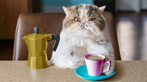 Catfinated When Cats Drink Coffee Youtube