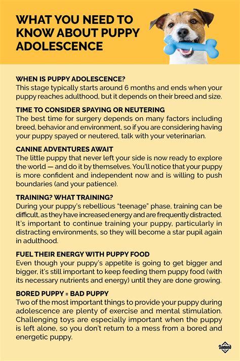 Husky mix dogs the a z of husky cross breeds with pictures – Artofit