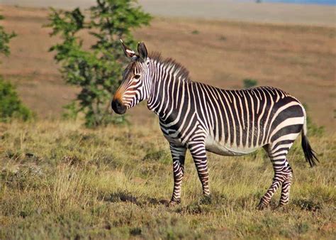 60 Zebra Facts For Animal Lovers And Africa Travelers All 3 Species