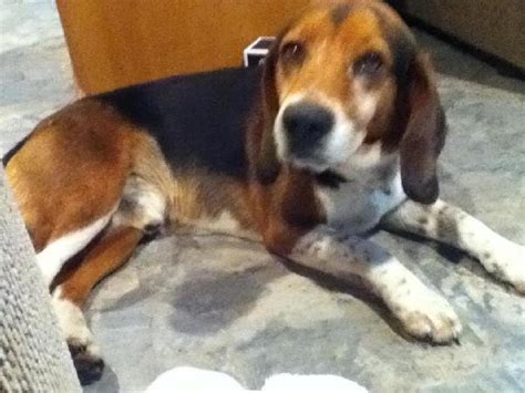The basset hound is capable of basset: Basset Hound/Beagle mix (?) - Michigan Humane Society