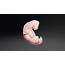 Human Embryo 4 Week  Download Free 3D Model By Aellis43