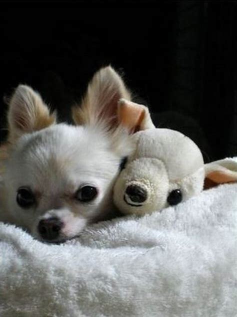40 Cute Pictures Of Animals With Their Own Petspets With Their Toys