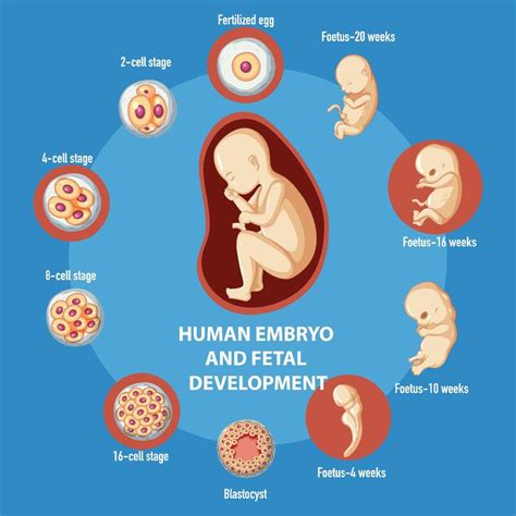 infográfico de desenvolvimento embrionário humano 6154288 Vetor no Vecteezy