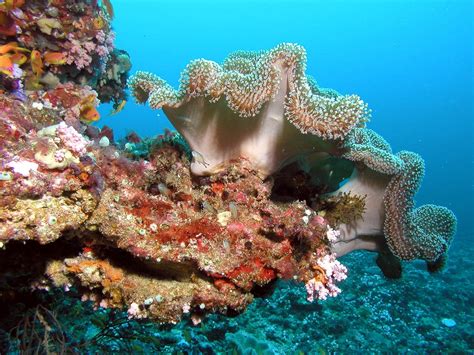 Halo temen2 , pada video kali ini saya memperlihatkan batu karang laut. Gambar : perjalanan, bawah air, warna, batu karang ...