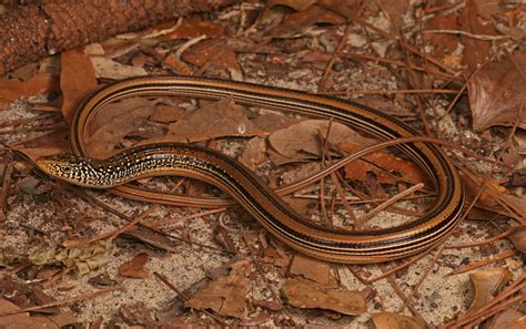 Mimic Glass Lizard Reptiles And Amphibians Of Mississippi