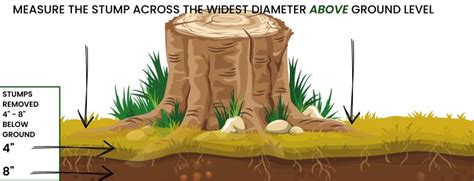 How To Measure A Stump Underground Tips Reviled In 2024