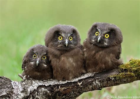 Saskatchewan Birds Nature And Scenery Baby Owls Owl Pictures Owl