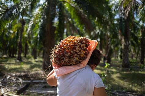 Kenia tiene 38 años y trabaja recolectando la fruta de palma aceitera