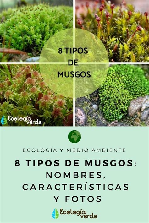 8 TIPOS de MUSGOS Nombres características y FOTOS Tipos de musgos