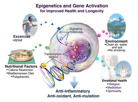 Epigenetics Wikipedia