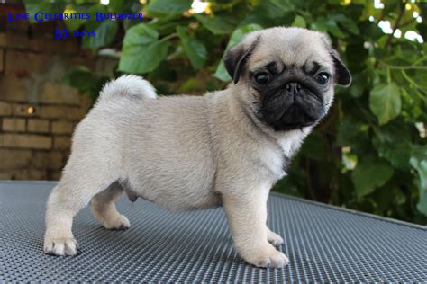 Wolf hybrid puppies for sale in grand junction, colorado. Pug Puppies For Sale In Nc Cheap