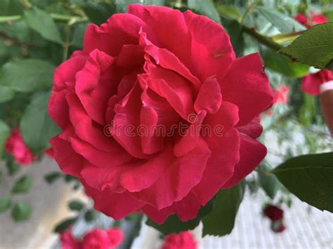 Garden Red Rose Bush Of Fragrant Roses Outdoors Stock Image Image Of