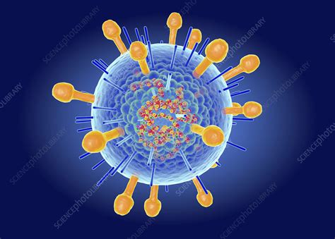 Hendra Virus Structure Illustration Stock Image F0274227