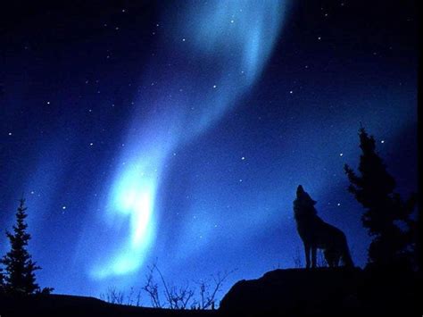 Wolf Howl Under A Blue Aurora Borealis Wolf Photos Wolf Pictures